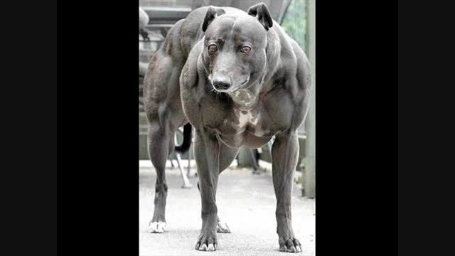 بزرگ ترین سگ های دنیا