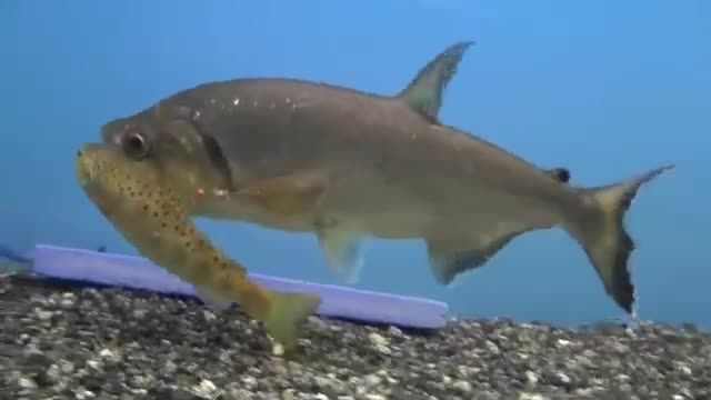 Armatus vampire fish eats trout