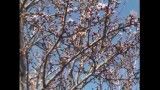 شكوفه درخت بادام و آلوچه بهمن ماه درفخرآبادامامزاده سیدسلیمان(ع)