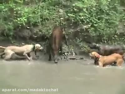 خورده شدن گراز توسط سگهای وحشی