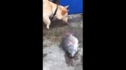 تلاش سگ برای زنده ماندن ماهی ها