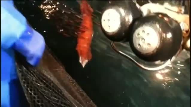 صید ماهی مرکب غول پیکر در ژاپن