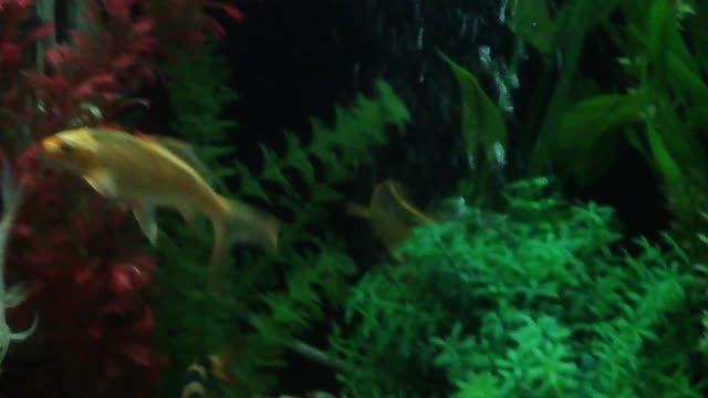 ماهی کوی و اکواروم بسیار زیبا