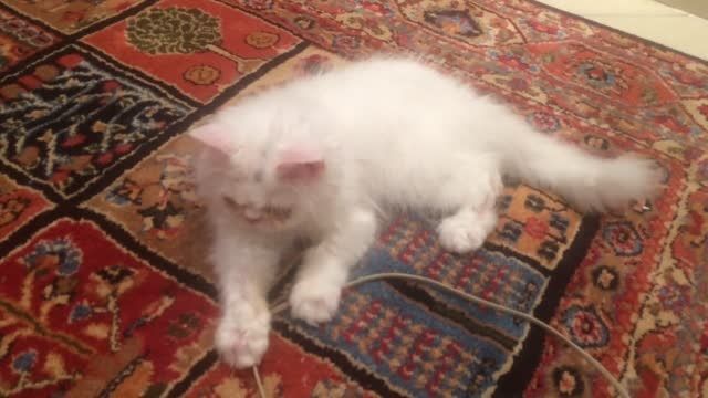 فروش گربه پرشین اصیل - كد ١٠١٠ (تلفن ٠٩١٤٣٣٢٢١١٥)تهران
