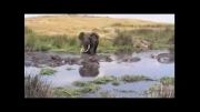 رقابت فیل و اسبهای آبی برای آب