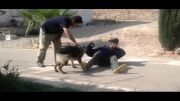 آموزش و تربیت سگ گارد حمله و دستگیری مجرم