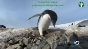 - (Criminal penguins (www.derakhtejavidan.com-پنگوئن ناقلا