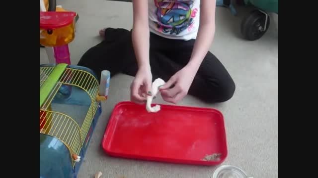 نحوه تمیز کردن قفس همستر