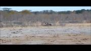 شکار بچه فیل توسط شیر نر ( فیلم کامل )