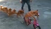 دوچرخه سواری سگ ها