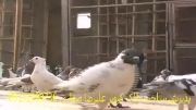 کبوتر پاکستان
