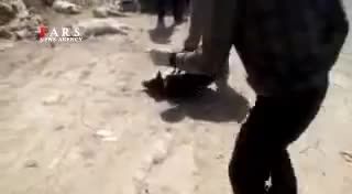 سگ کشی در اطراف شیراز با تزریق اسید