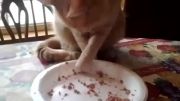 غذا خوردن عجیب گربه