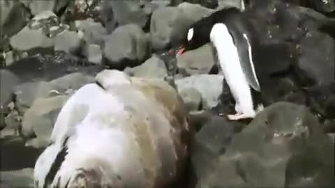 پنگوئن مونگول