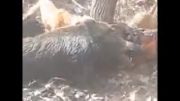 مرگ دردناک گراز بدست 4 سگ و شکارچی نامرد +18