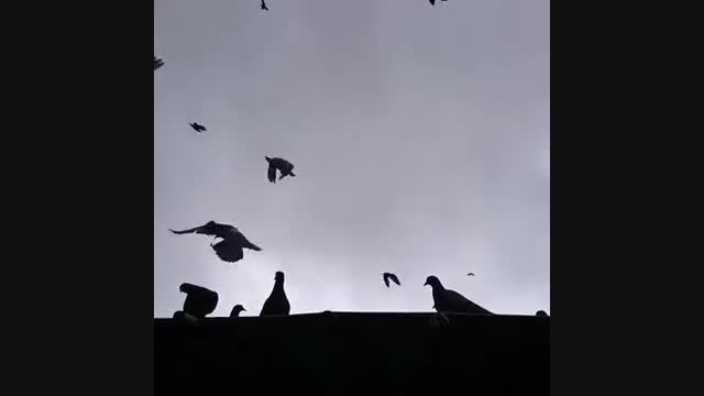 پرنده های آزاد