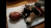 سگی که با آواز خواندن نوزاد را آرام میکند!