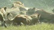 زمین زدن بوفالو توسط شیرها در چند ثانیه