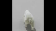 Reference برای متحرک سازی( Polar Bear 3D)