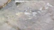رها سازی 10 عدد قورباغه در استخر محمد آباد (شهر فرخی)