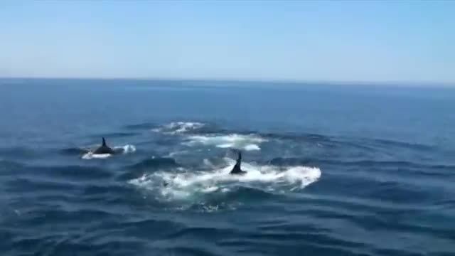 نهنگهای قاتل به شکار نهنگ میروند