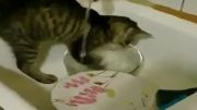 گربه ای که ظرف می شورد!
