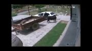 دزدی گاو در کمتر از 60 ثانیه!!!