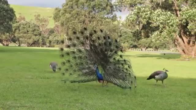 رقص طاووس بسیار زیبا