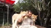 دوستی شیر ها با یک انسان