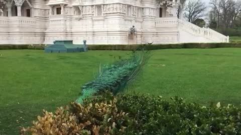 باز شدن پر های طاووس
