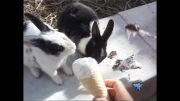 بستنی خوردن خرگوش