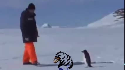 قدرت پنگوئن در مقابل زور آدم