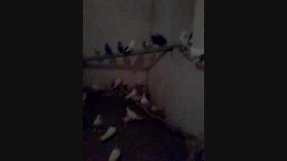 کبوترهای من