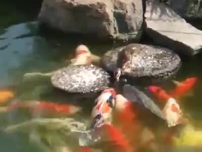 غذا دادن اردک به ماهی ها-حتماببینید
