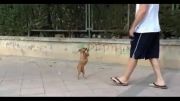 باهوش ترین سگ دنیا..!