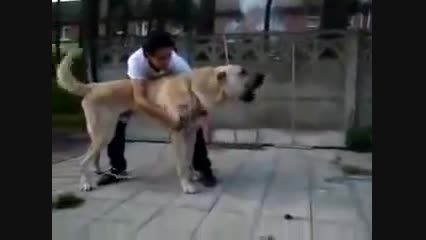 سگهای بزرگ ********