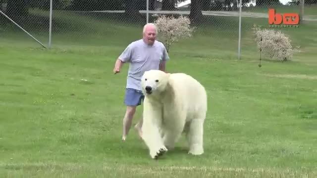 شنا با خرس قطبی