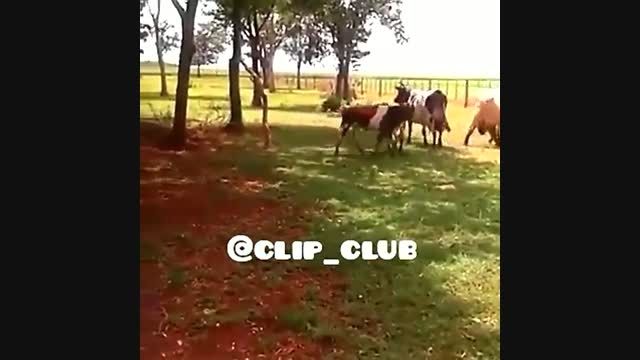 کشته شدن گاو توسط گوسفند