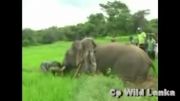 حمله ناگهانی فیل به 3 انسان !!!