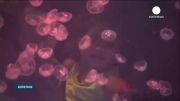 عروسهای دریایی در زیر نور پروژکتورهای آکواریوم مانیل