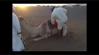 شترسواری عرب...آخر خنده....