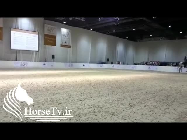 حرکات نمایشی با اسب اسپانیایی زیبا