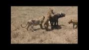 نبرد دیدنی پنج شیر با یک بوفالو - 2014