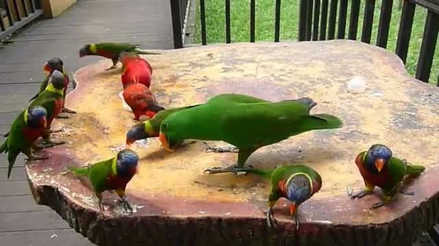 غذا خوردن انواع طوطی در پارکی در کوالالامپور