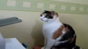جنگ گربه با دستگاه پرینت