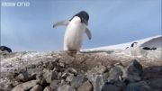دزدی پنگوئن ها