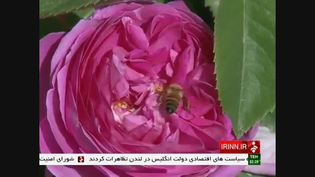 باغ بهشت شاهرود در شبکه خبر