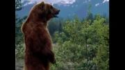 خرس برترین درنده حیات وحش(قابل توجه ببری ها و شیری ها)