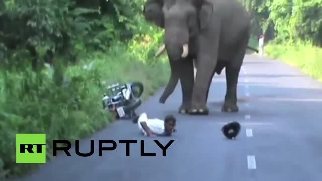 حمله یک فیل به موتور سواری در هند