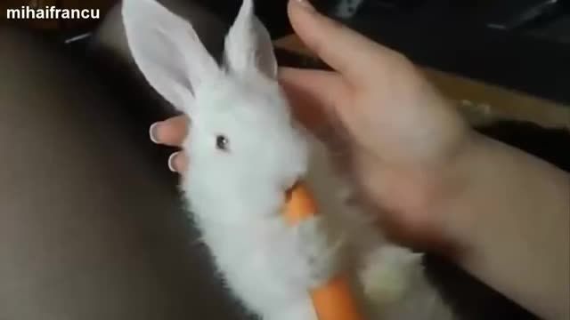 خرگوش های خیلی خیلی بامزه